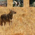 Coyote Hunting Call Cd Predator Calls