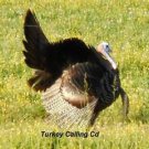 Turkey Call Cd Hunting Calls