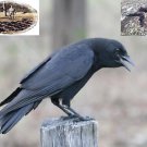 Crow Call Cd