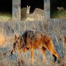 Trail Camera Coyote Call Cd Coyote & Cottontail Distress 'Predator Hunting Calls