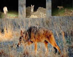 Trail Camera Coyote Call Cd Coyote & Cottontail Distress 'Predator Hunting Calls