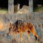 Trail Camera Coyote Call Cd Coyote & Cottontail Distress 'Predator Hunting Calls