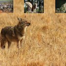 Hunting Call,Coyote