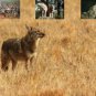 Coyote Hunting Call Cd "Coyote Commander Calls"