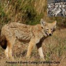 Coyote Hunting Call Cd Predator 6 Varmint Calls