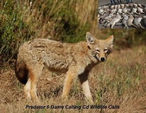 Coyote Hunting Call Cd Predator 6 Varmint Calls