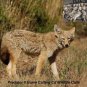 Coyote Hunting Call Cd Predator 6 Varmint Calls