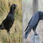 Crow Call Volume 3 Works On Mojo Primos E Caller Predation And More