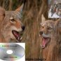 Coyote Call Predator 2 Works On Mojo Double Trouble Primos Ecaller Many More