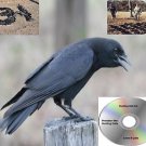 Crow Call Cd 8 Hunting Calls Plays In Any Cd Player