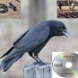 Crow Call Cd 8 Hunting Calls Plays In Any Cd Player