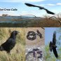 Crow Call 4 Cd Set Works 0n Mojo Primos E Caller Double Trouble And More