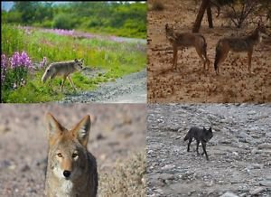 Hunting Call Cd 4 Cd Set Coyote Predator Varmint Calls