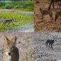 Hunting Call Cd 4 Cd Set Coyote Predator Varmint Calls