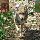 Coyote Hunting Call Cd "Chicken Distress Calls'