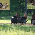 Turkey Hunting Call Cd "Volume 2"