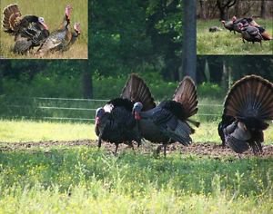 Turkey Hunting Call Cd "Volume 2"