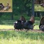 Turkey Hunting Call Cd "Volume 2"