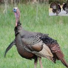 Turkey Hunting Call Cd "Volume 1"