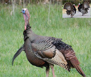 Turkey Hunting Call Cd "Volume 1"
