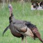 Turkey Hunting Call Cd "Volume 1"