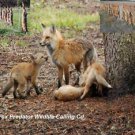 Fox Hunting Call Cd Predator Varmint Calls