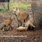 Fox Hunting Call Cd Predator Varmint Calls