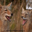 Coyote Predator 2 Hunting Call Cd Varmint Calls