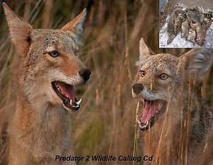 Coyote Predator 2 Hunting Call Cd Varmint Calls