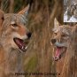 Coyote Predator 2 Hunting Call Cd Varmint Calls
