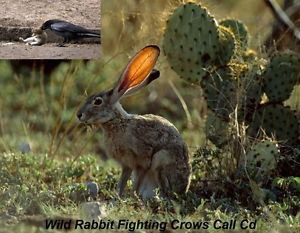 Coyote Call Cd Turn On And Hunt Predator Calls Wild Rabbit Fighting Crows