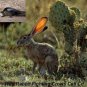 Coyote Call Cd Turn On And Hunt Predator Calls Wild Rabbit Fighting Crows
