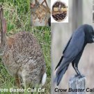 Coyote Call Cd Trun On And Hunt Predator Wildlife Calls 2 Cd Set Buster Calls