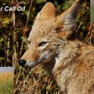 Coyote Call Cd Turn On And Hunt Predator Calls "Meadowlark Distress Death Cries