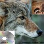 Coyote Call Predator 3 Works On Goose Getter Western Rivers Primos Many More
