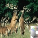 Deer Call Buck Grunt Calls Works On Primos E caller Mojo Double Trouble And More