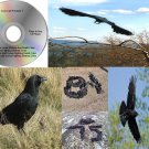Crow Call Predator 1 Works On Mojo Primos Might Predator Predation And More