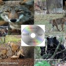 Coyote Call Predator Calls 4 Cd set Works On Primos Mojo Western Rivers Pursuit