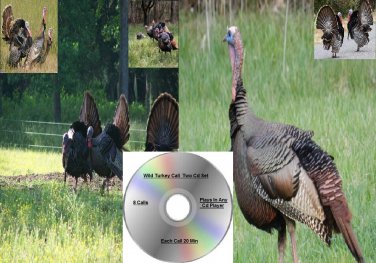 Turkey Call 2 Cd Set Hunting Calls Works On Primos Mojo E Caller Predation And More