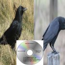 Crow Call Volume 3 Works On Mojo Primos E Caller Predation And More