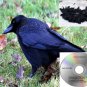 Crow Call Volume 4 Works On Primos Mojo E Caller Double Trouble And More