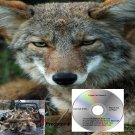 Coyote Call Volume 4 Works On Mojo Primos E Caller Double Trouble
