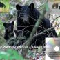 Bear Hunting Call Cd Plays In Any Cd Player