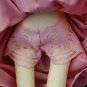 Blonde Bigeye Doll with Bangs - 12 Inch (32 cm) - handmade textile doll