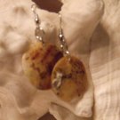 Seashell Earrings