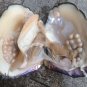 8mm White Sea Shell Pearls With 14k Filled Clasp Necklace Earrings Set