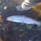 American River Steelhead Fly Fishing Tour
