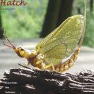 LGC's Lake Almanor Hex Hatch Handbook