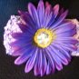 Purple Gerber Daisy