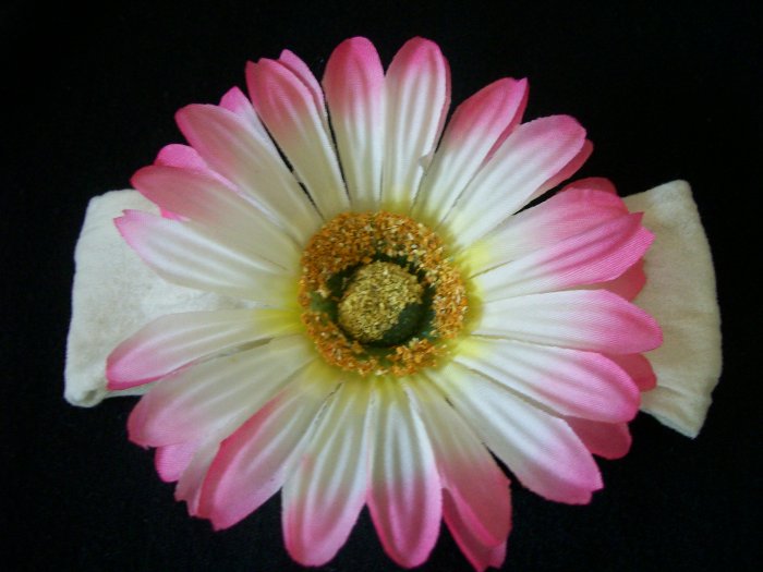 Light Pink Gerber Daisy